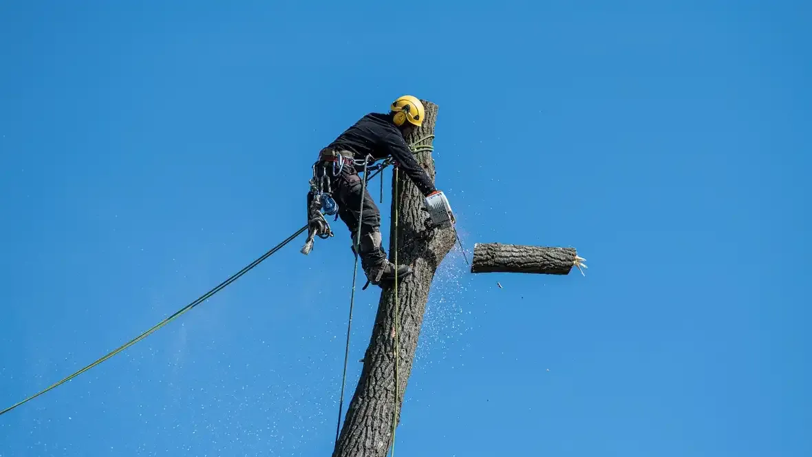 Tree Services website template preview