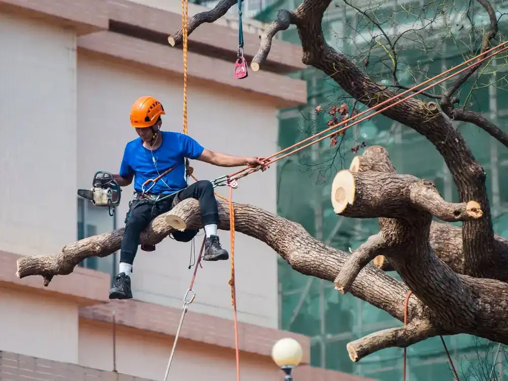 Tree Pruning