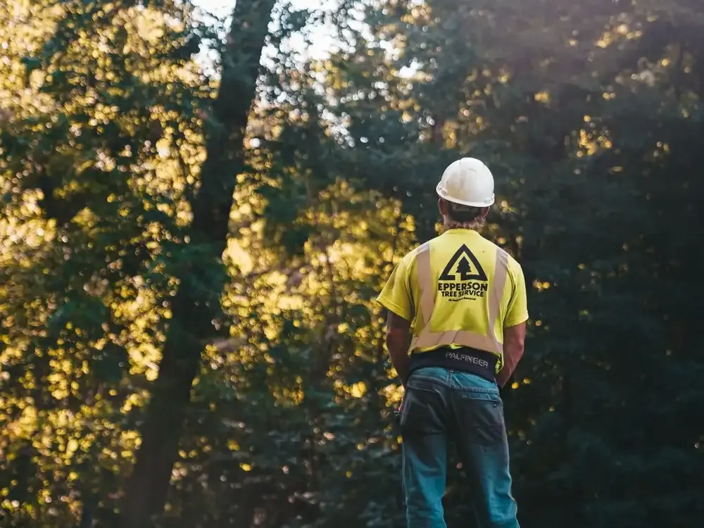 Arborist Reports