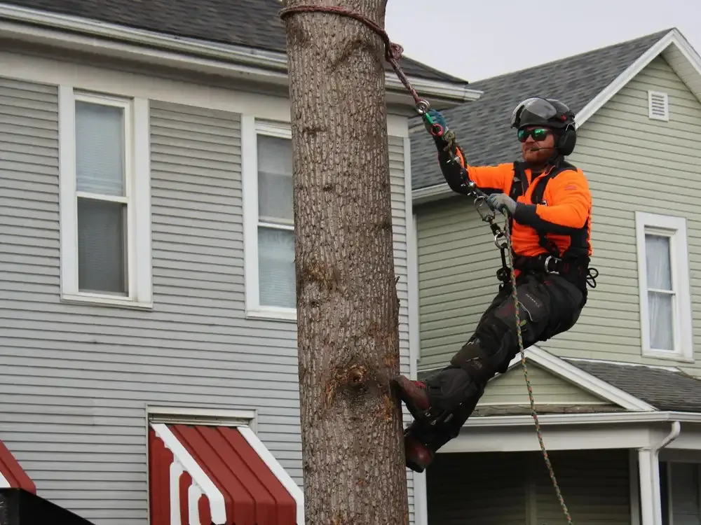 Specialty Tree Care