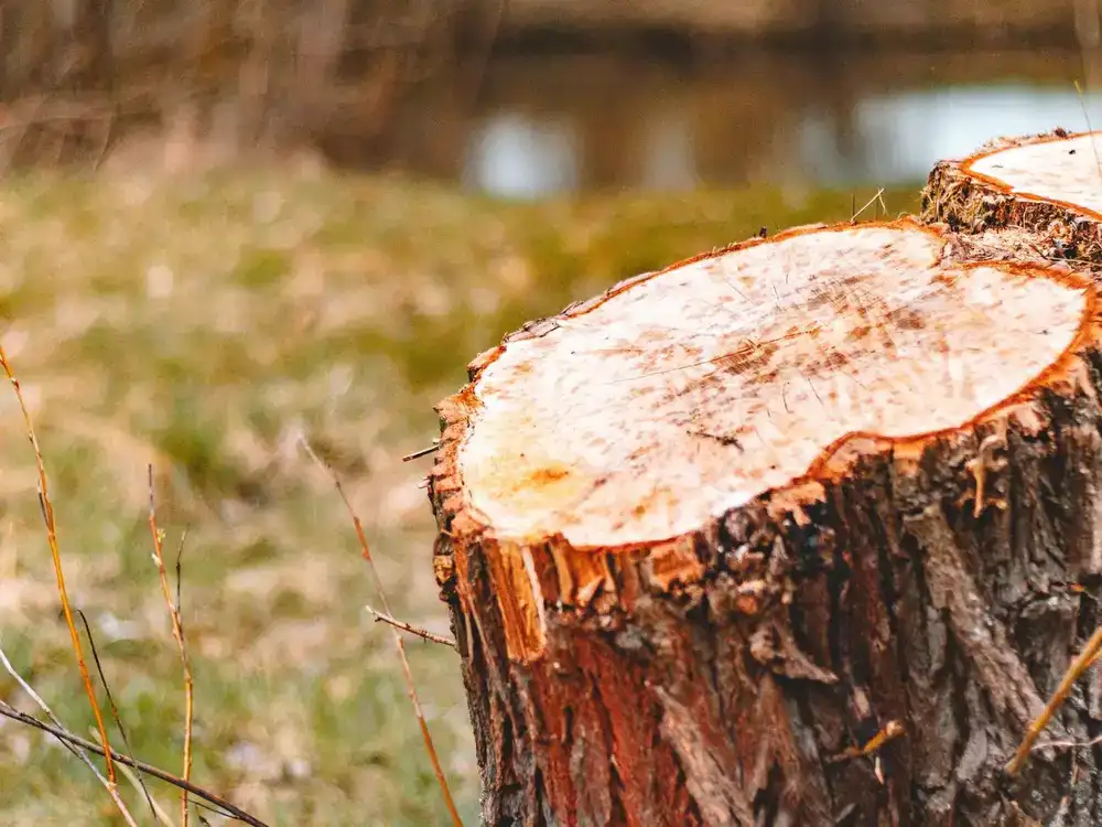 Stump Grinding